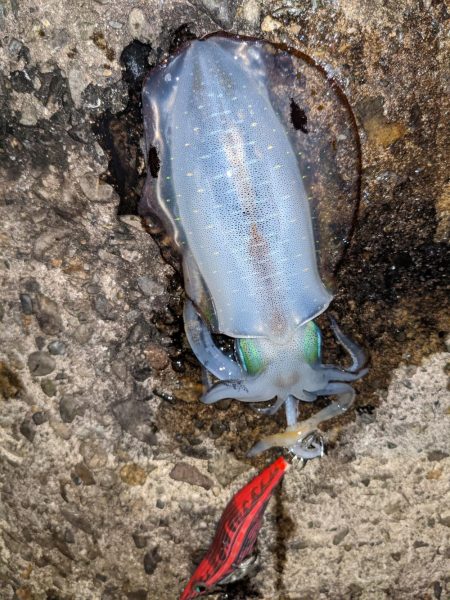 中秋の名月を見ながら