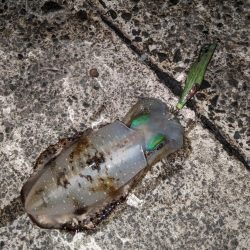 日本海エギング