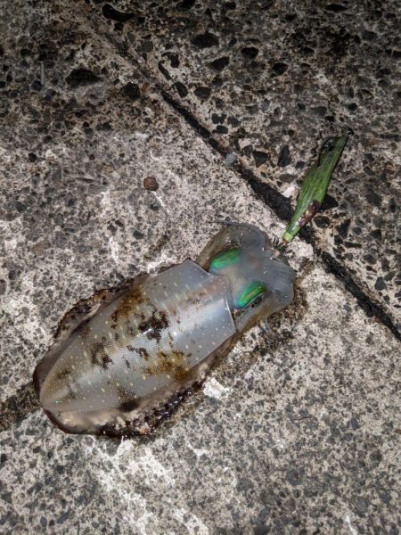 日本海エギング