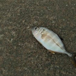 ジグたんゲーム十目！