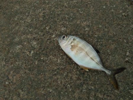 ジグたんゲーム十目！