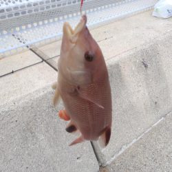 エビでコブダイ小