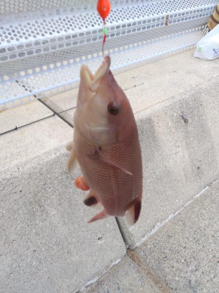 エビでコブダイ小