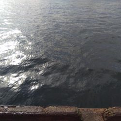 サビキとハマチ