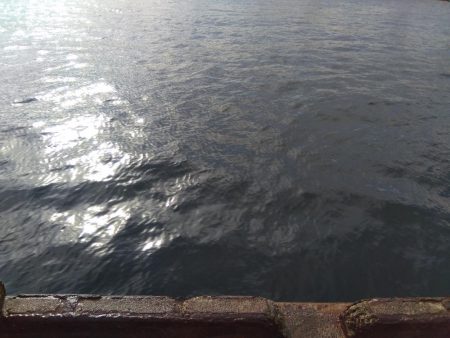 サビキとハマチ