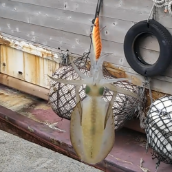 トンカツサイズきました!