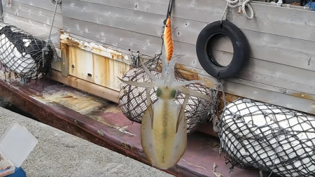 トンカツサイズきました!