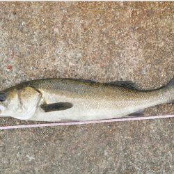 ちぬ狙いが、、、