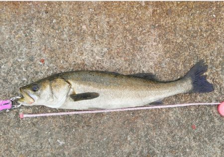 ちぬ狙いが、、、