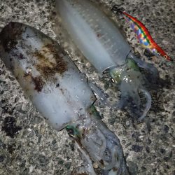 アオリ&青物釣行