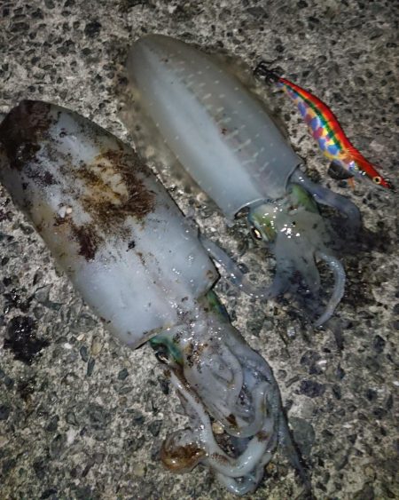 アオリ&青物釣行