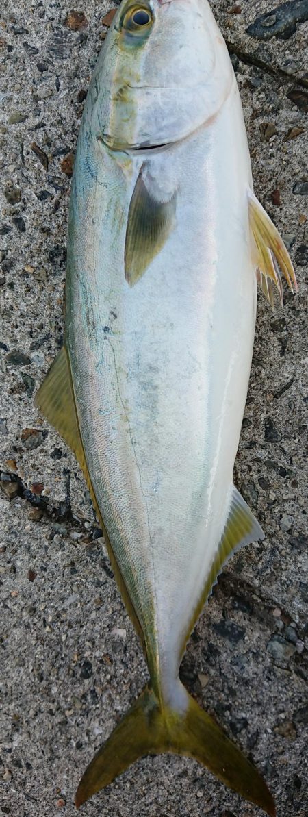 人生初青物捕縛