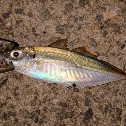 アジングピーク突入