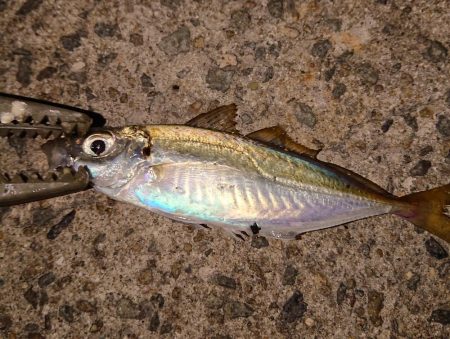 アジングピーク突入