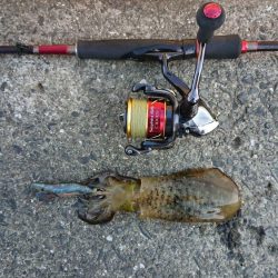 だいぶ大きくなりました!