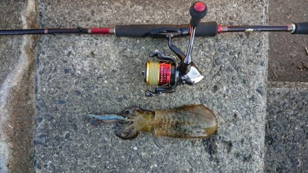 だいぶ大きくなりました!