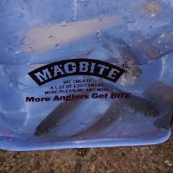 またまたアジング