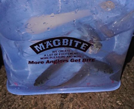 またまたアジング