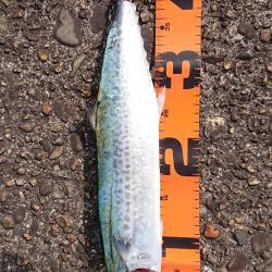 渡船チャレンジ