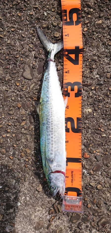 渡船チャレンジ