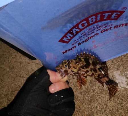 アジ…お出かけ中…