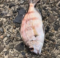 深夜から朝にかけて堤防釣り