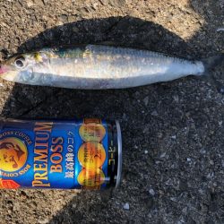 デカイワシ爆釣