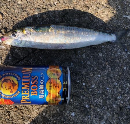 デカイワシ爆釣