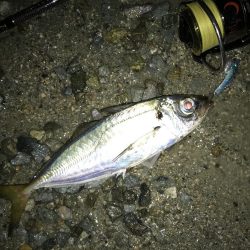 南港にタチウオ調査