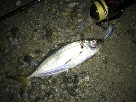 南港にタチウオ調査