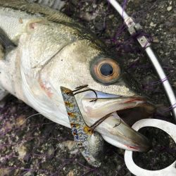 市内ドブスズキを調査