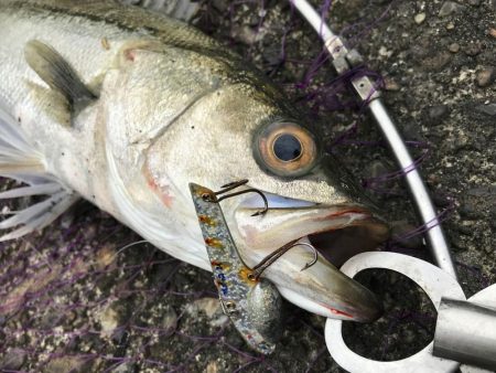 市内ドブスズキを調査