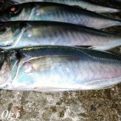 西浦でも日没直後にデカアジ入れ食い!