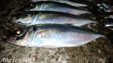西浦でも日没直後にデカアジ入れ食い!