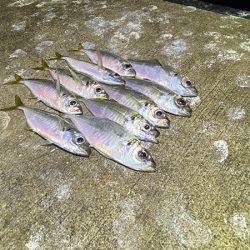 瀬戸内の島アジング・エギング・ショアジギング