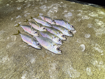 瀬戸内の島アジング・エギング・ショアジギング