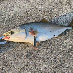 瀬戸内の島ショアジギング(2020-3)