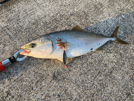 瀬戸内の島ショアジギング(2020-3)