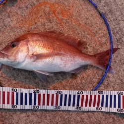 ショアジギングでロックフィッシュ&マダイ