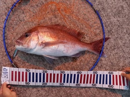 ショアジギングでロックフィッシュ&マダイ