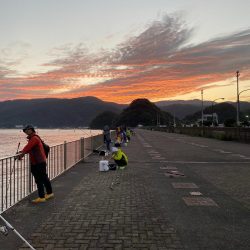 ショアジギングでサゴシとエギングでアオリイカ