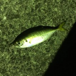 エギングロッドでショアジギング。ハマチにタチウオ