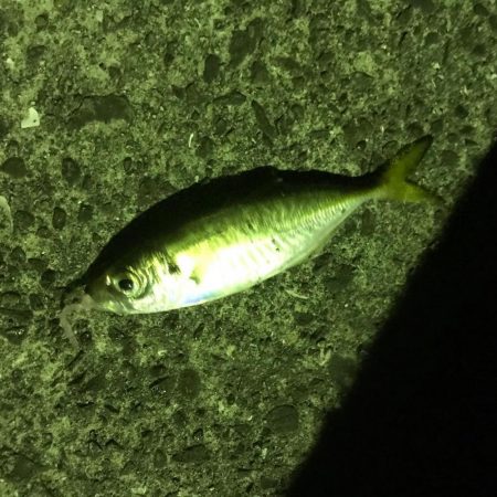 エギングロッドでショアジギング。ハマチにタチウオ