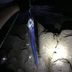 【青物】ショアジギングでカンパチ釣果