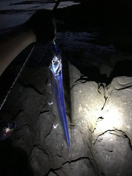 【青物】ショアジギングでカンパチ釣果