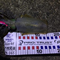 やっと良いサイズ