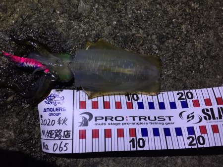 やっと良いサイズ