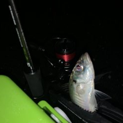 アジング(大潮→中潮)