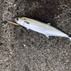 サゴシフィーバー