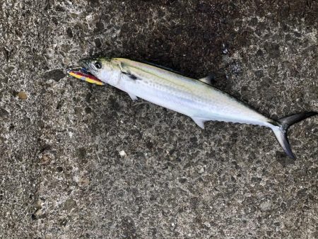 サゴシフィーバー